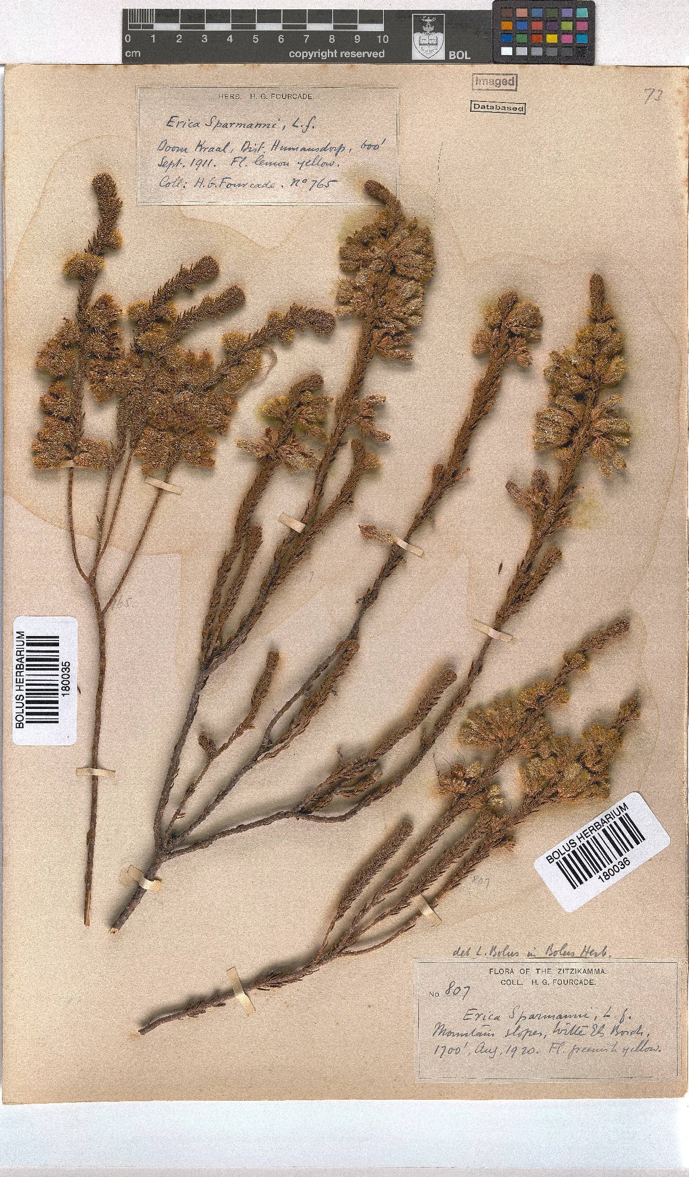 Erica sparrmannii image