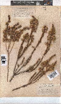 Erica sparrmannii image