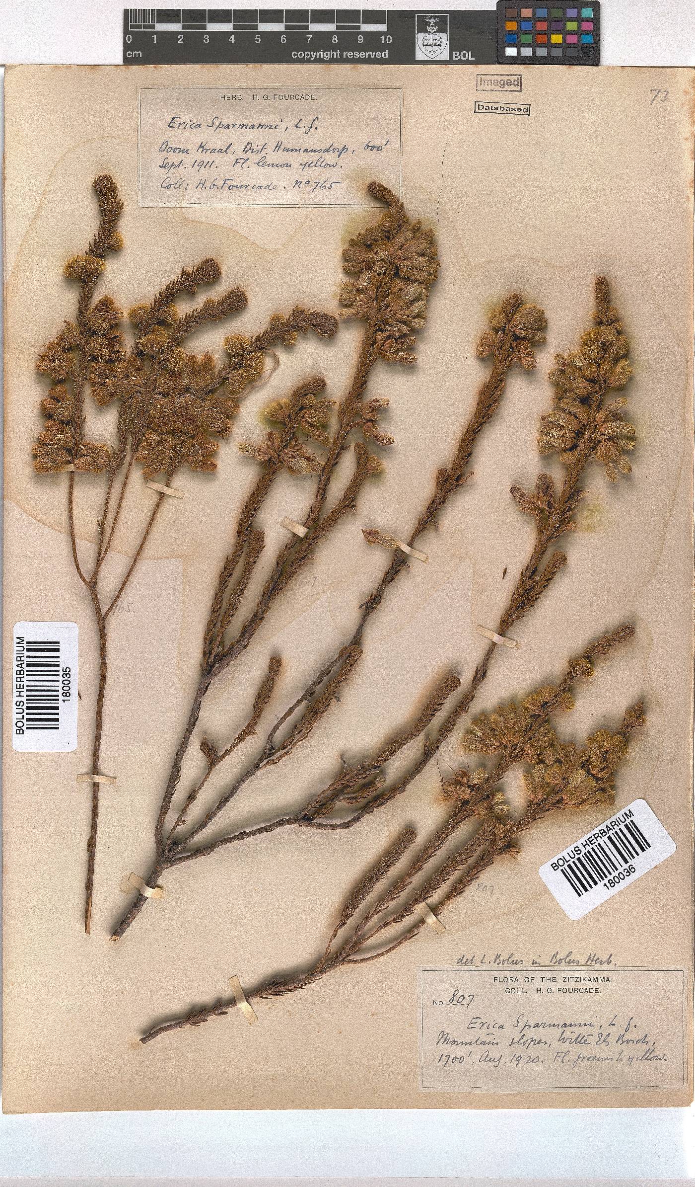 Erica sparrmannii image