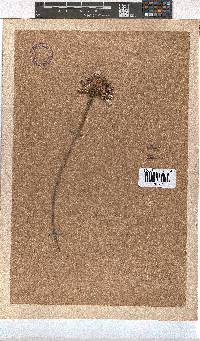 Erica sparrmannii image