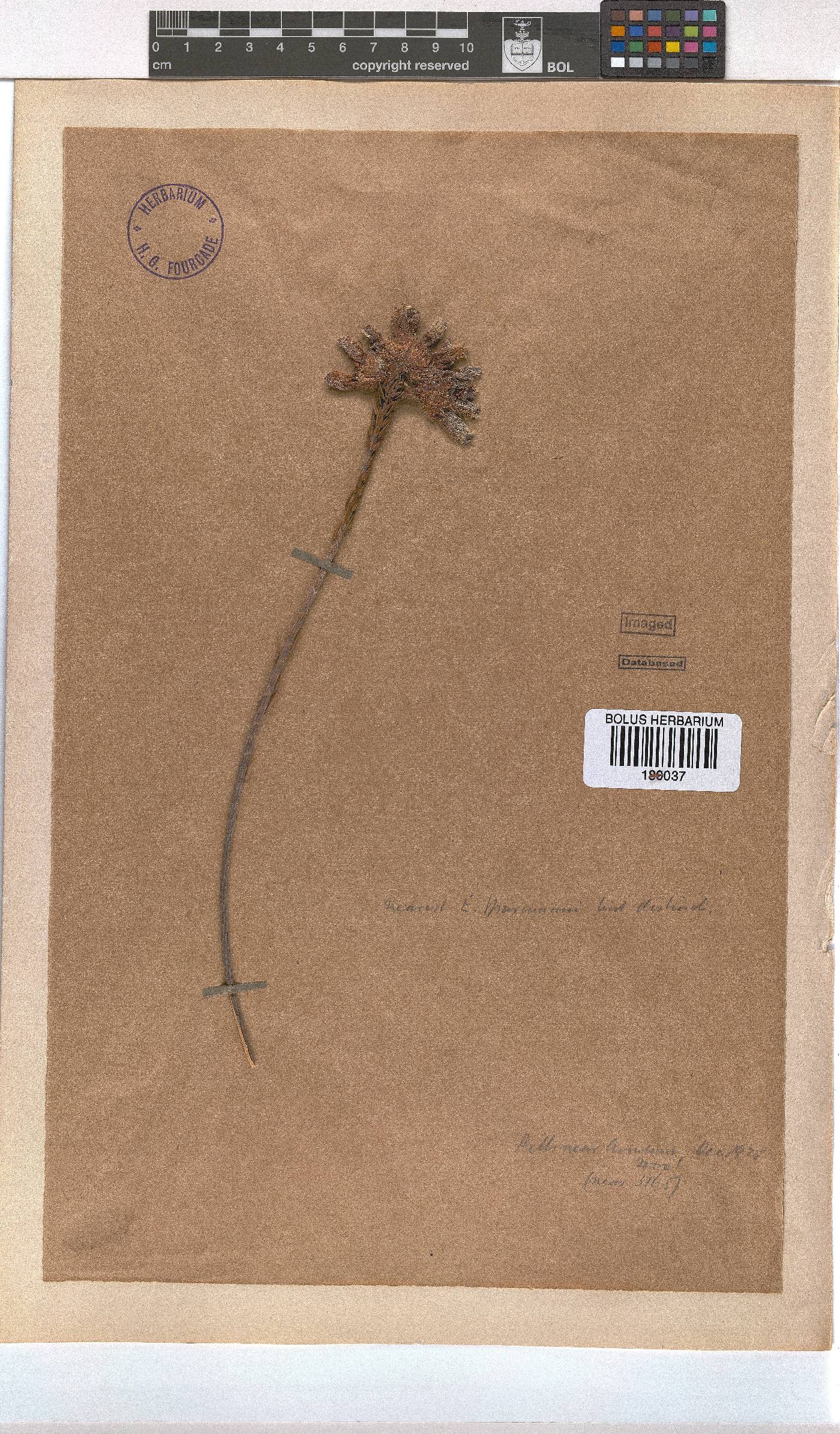 Erica sparrmannii image