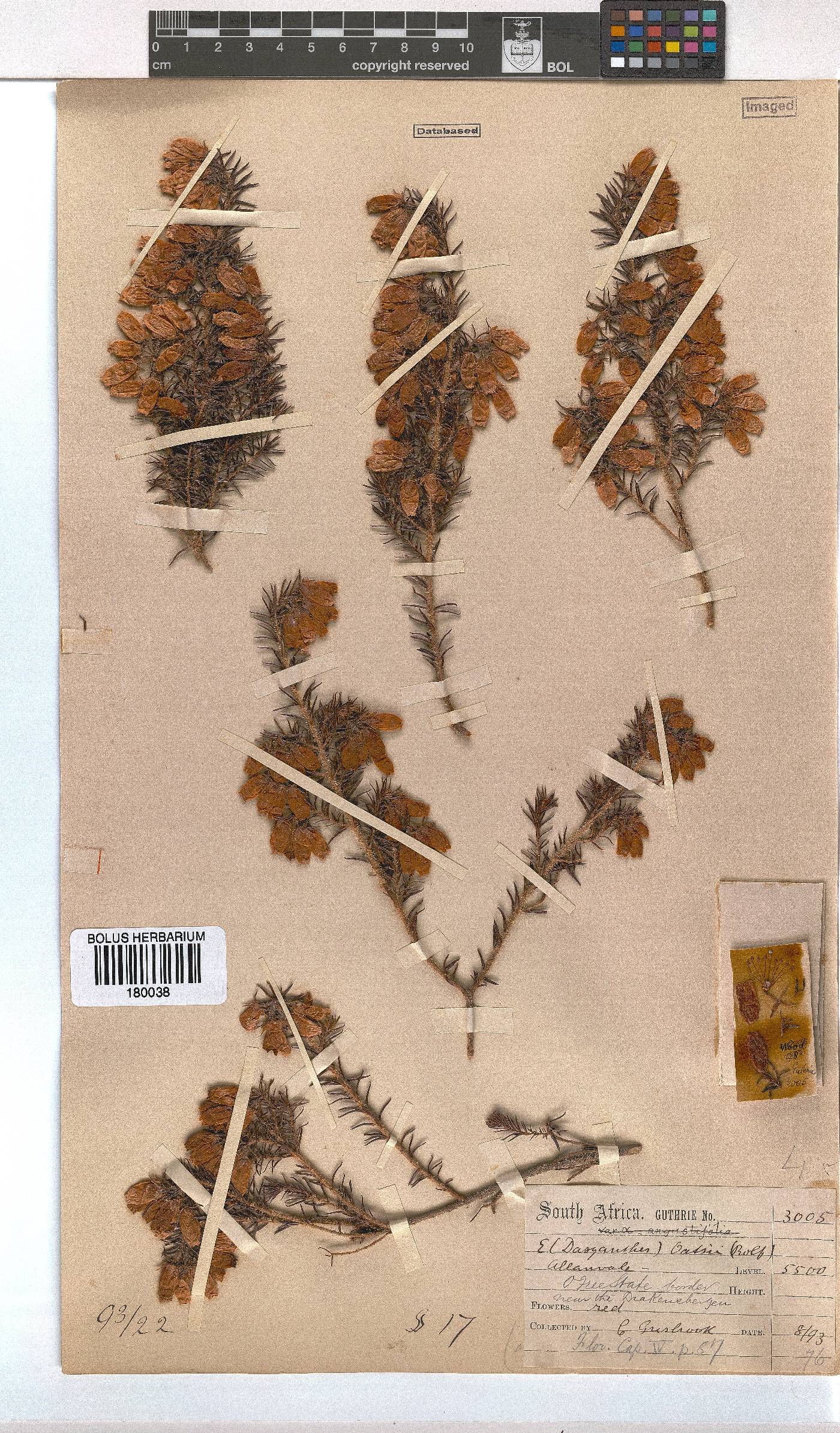 Erica oatesii image