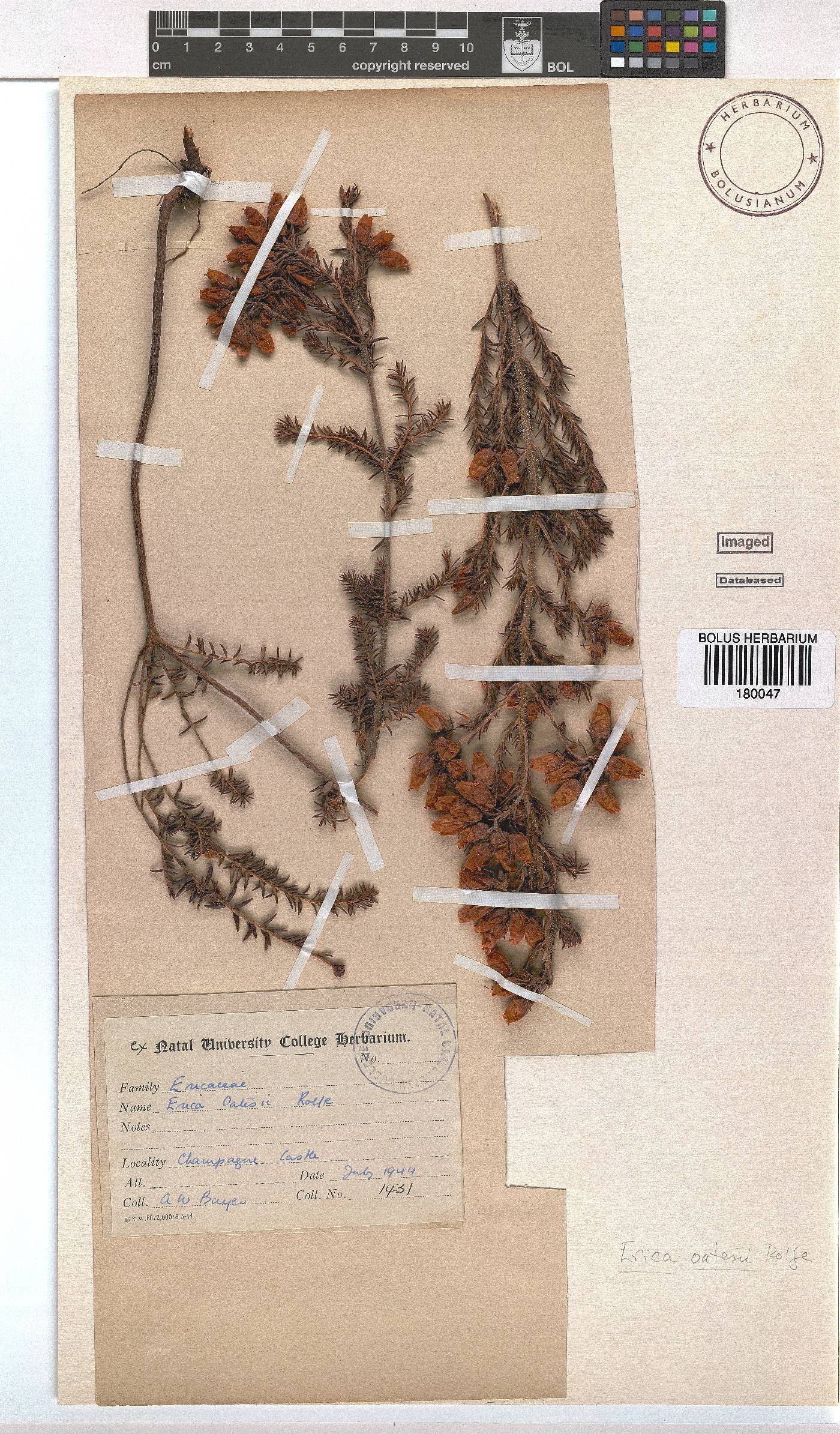 Erica oatesii image