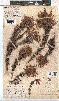 Erica tumida var. tumida image