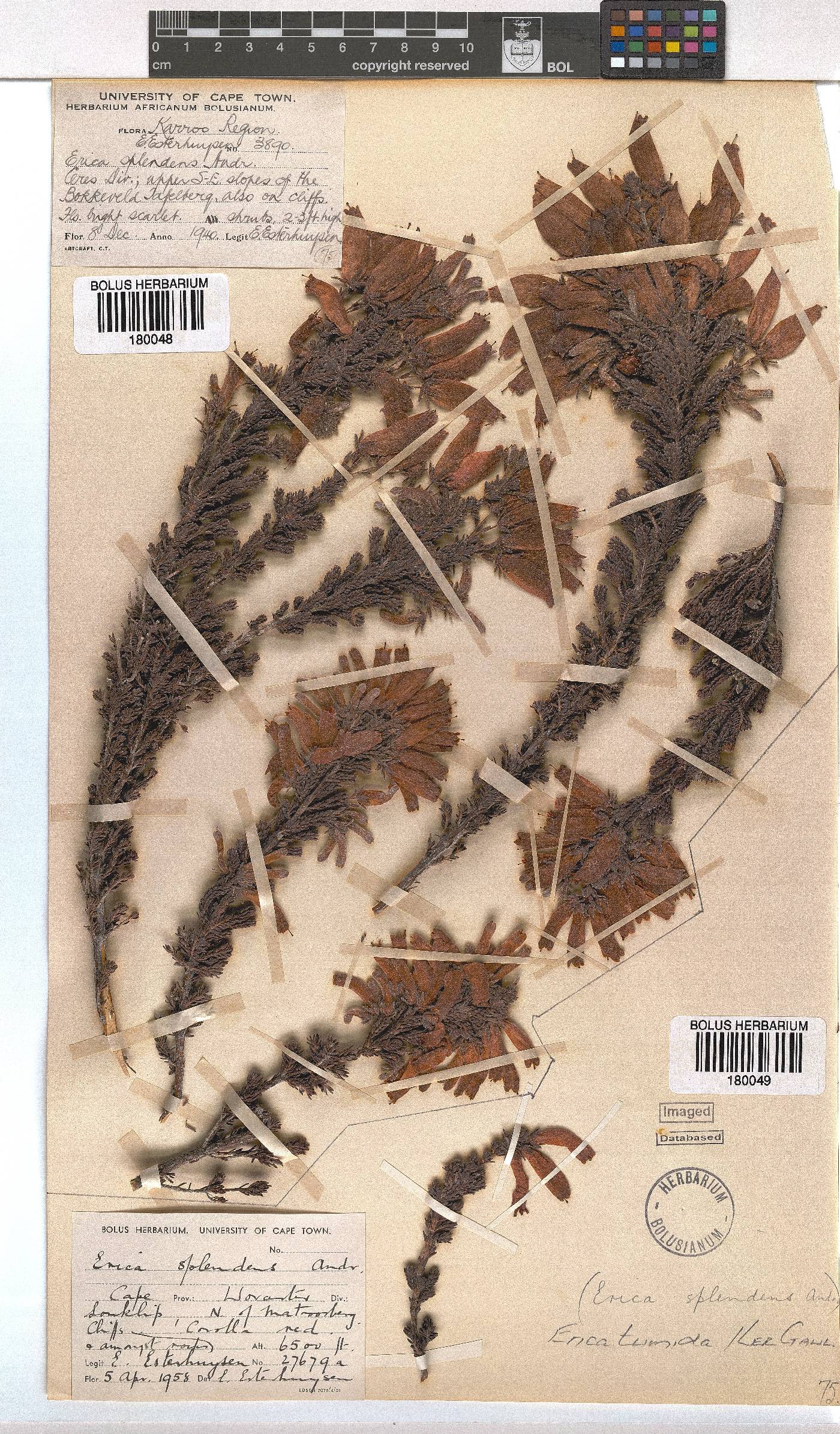 Erica tumida var. tumida image