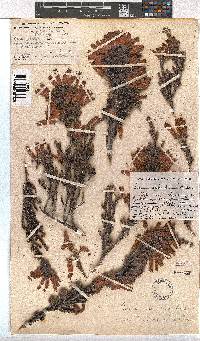 Erica tumida var. tumida image