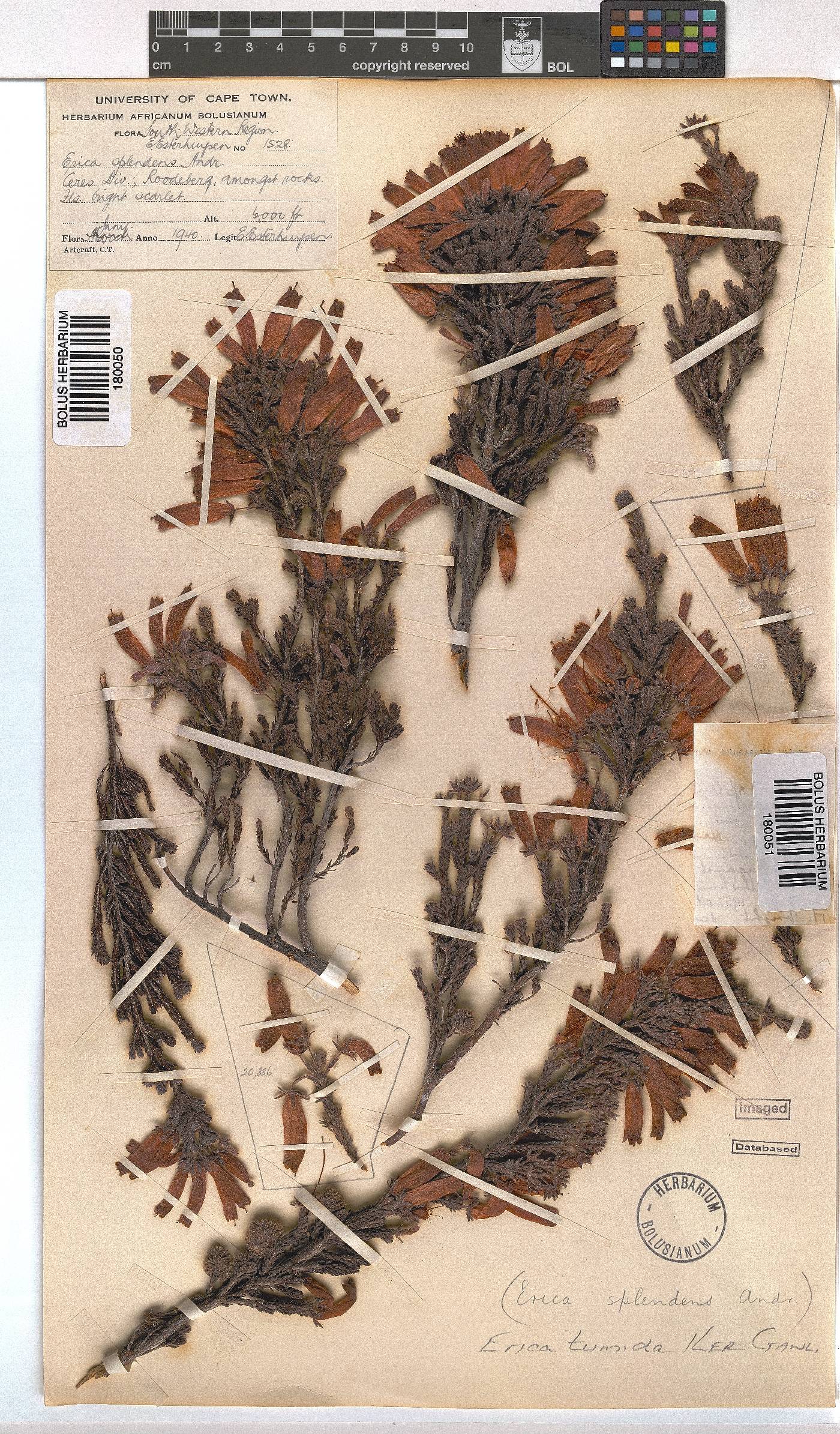 Erica tumida var. tumida image