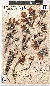 Erica tumida var. tumida image