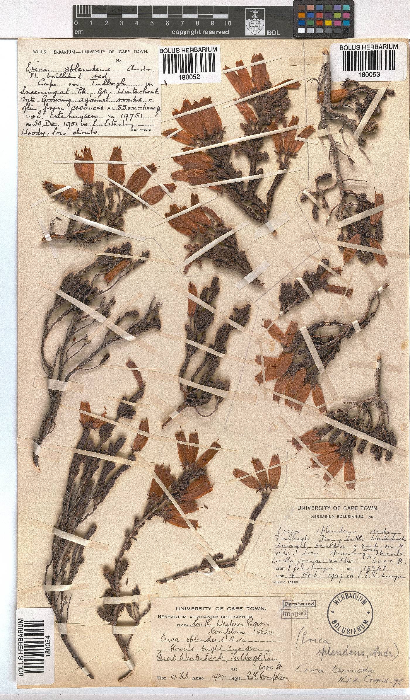 Erica tumida var. tumida image