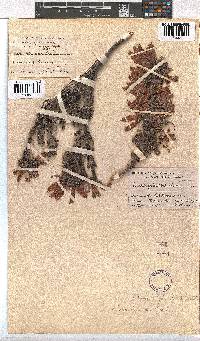 Erica tumida var. tumida image