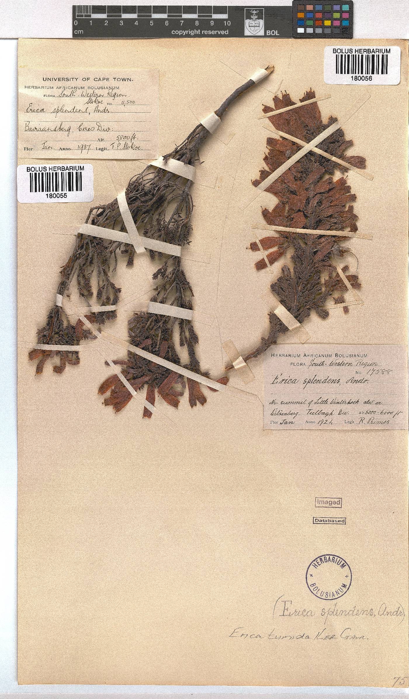 Erica tumida var. tumida image