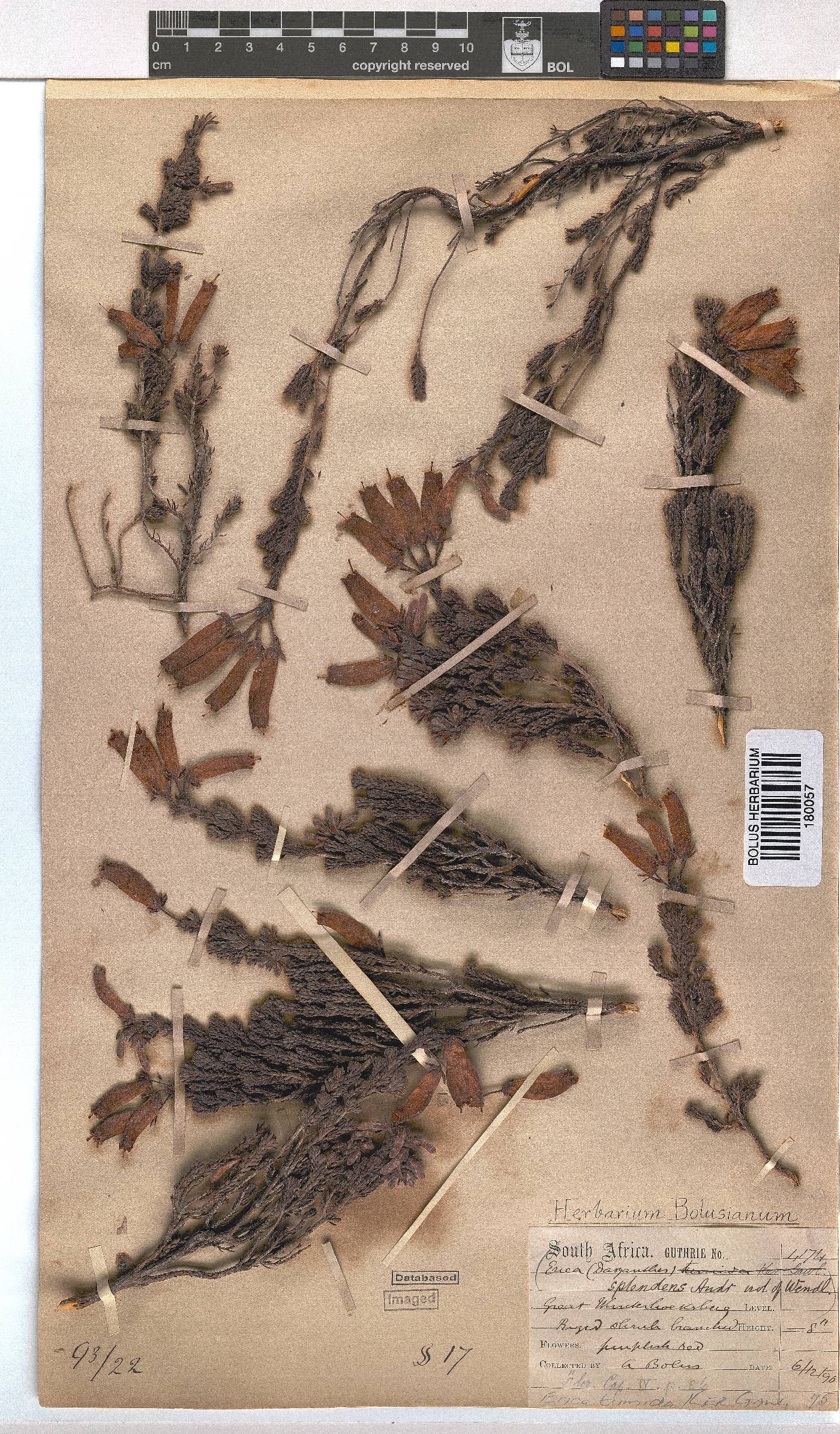 Erica tumida var. tumida image