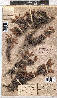 Erica tumida var. tumida image