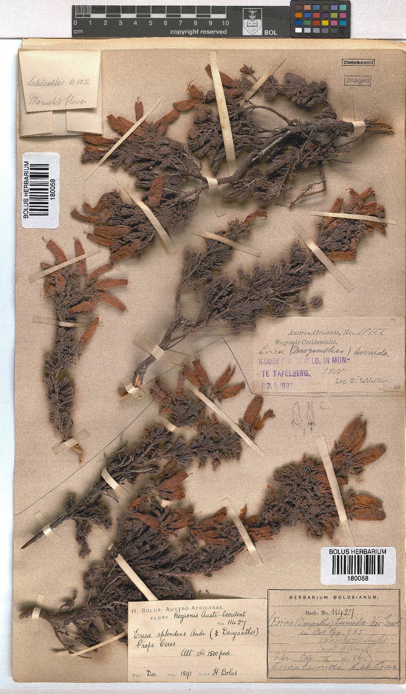 Erica tumida var. tumida image