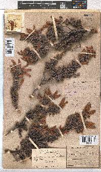 Erica tumida var. tumida image