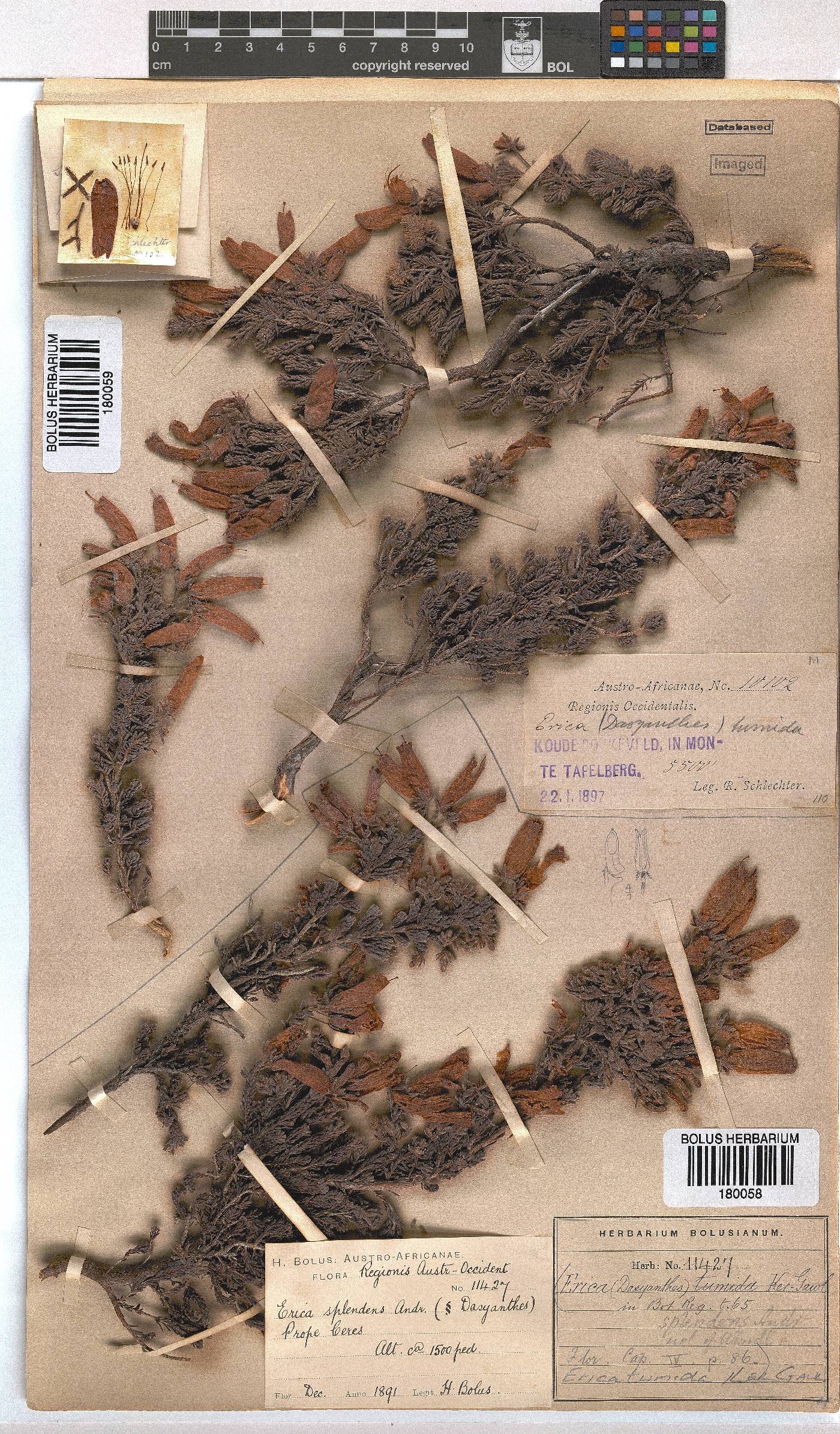 Erica tumida var. tumida image