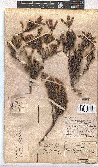 Erica tumida var. tumida image