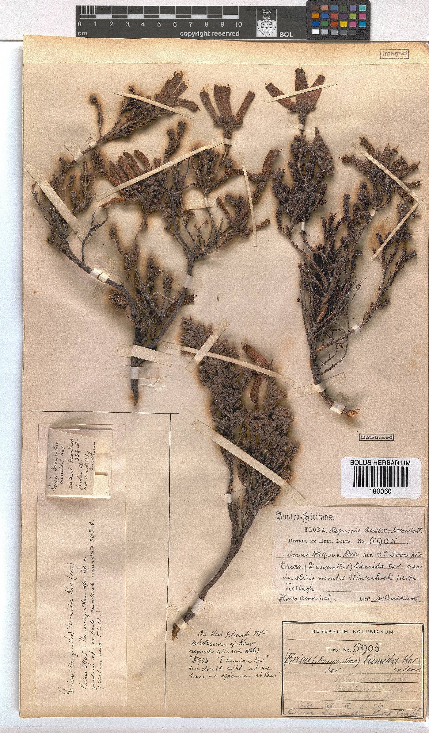 Erica tumida var. tumida image