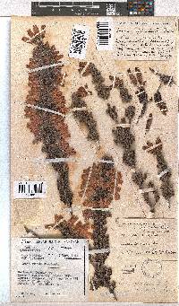 Erica tumida var. tumida image