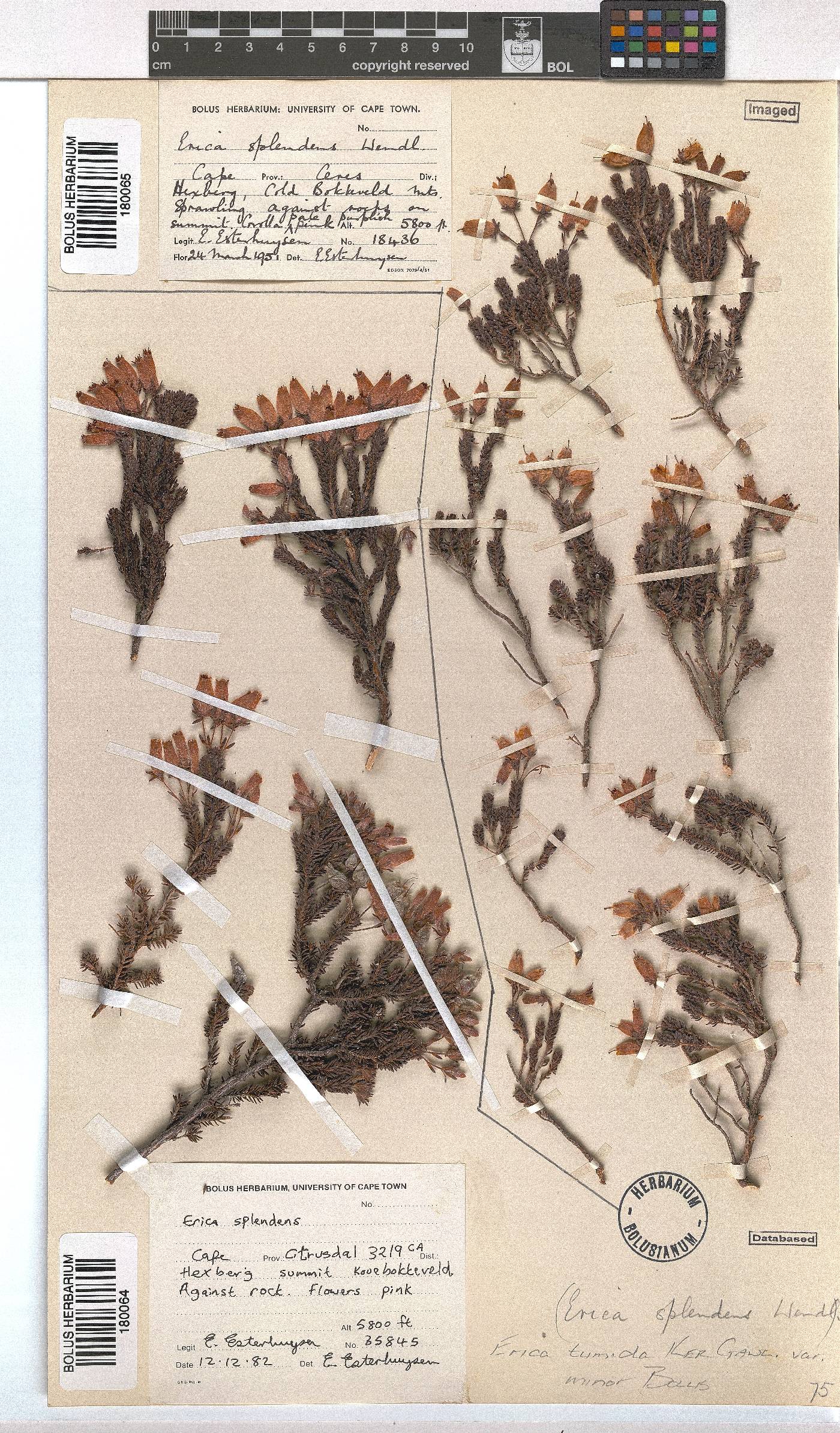 Erica tumida var. minor image