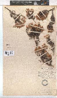 Erica tumida var. minor image