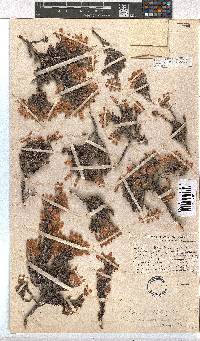 Erica tumida var. minor image