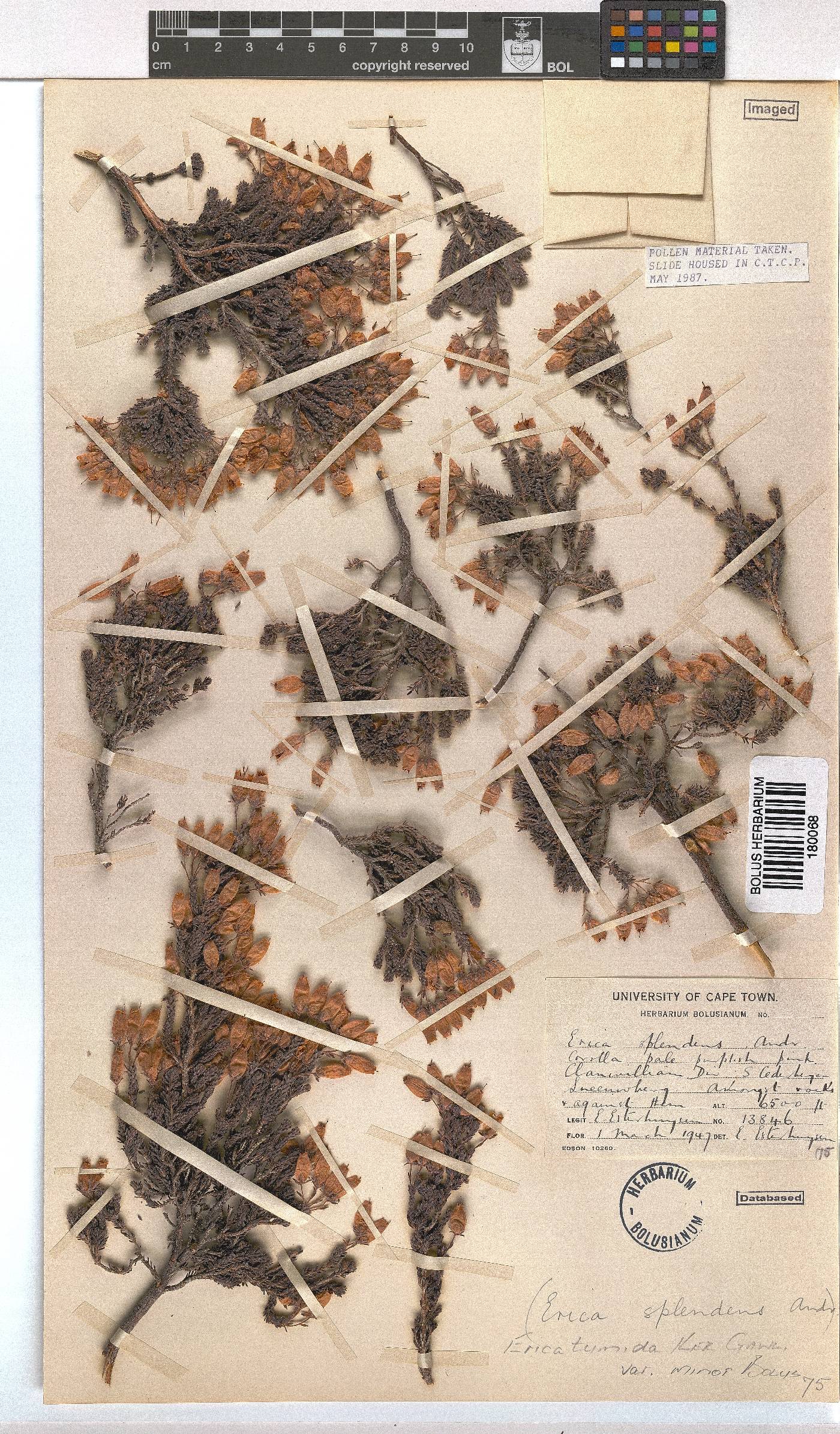 Erica tumida var. minor image