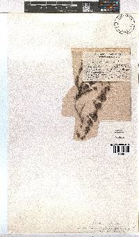 Erica tumida var. minor image