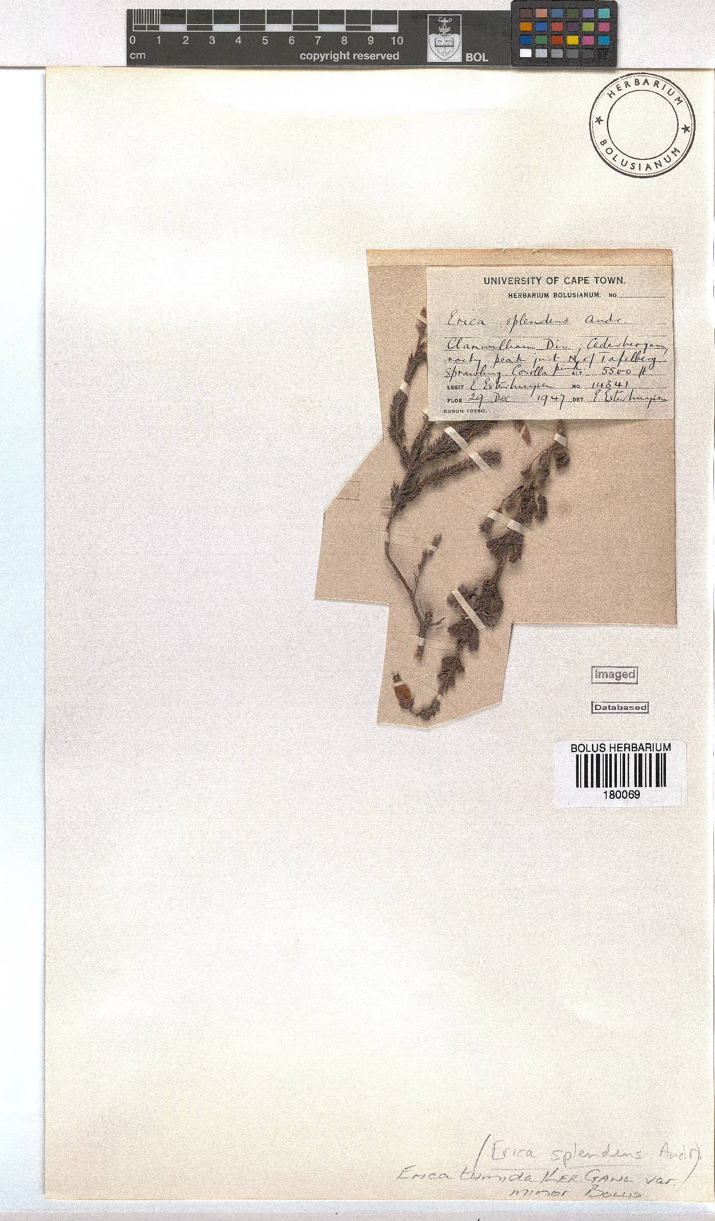 Erica tumida var. minor image