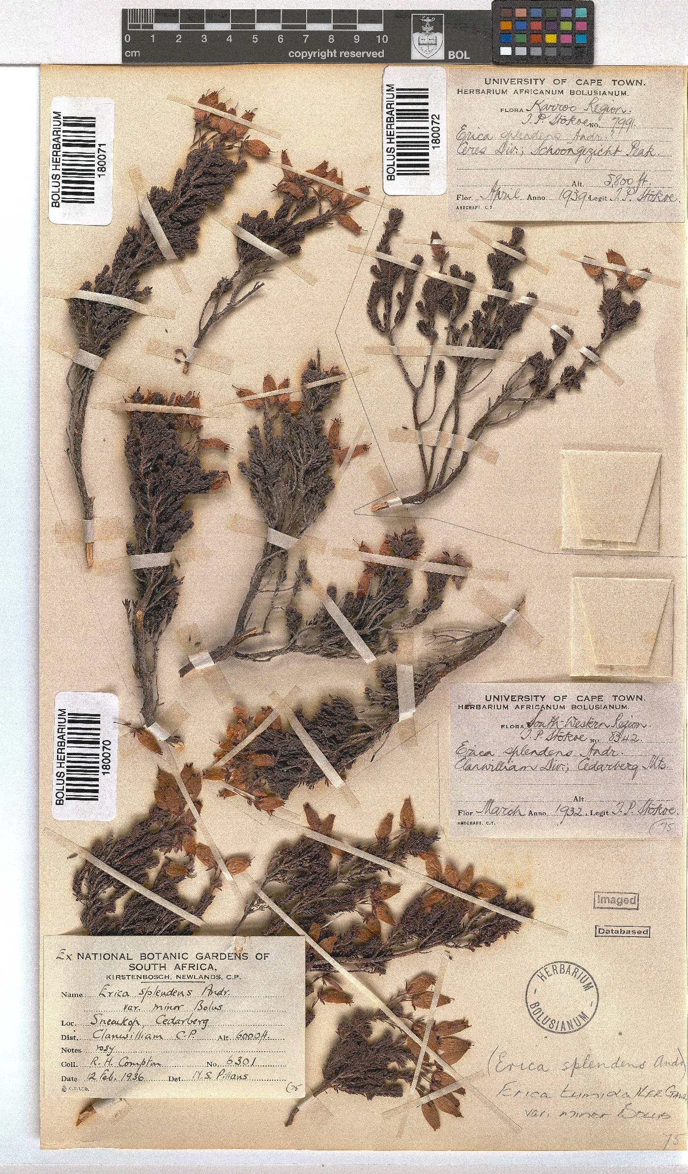 Erica tumida var. minor image