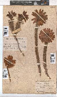 Erica cerinthoides image