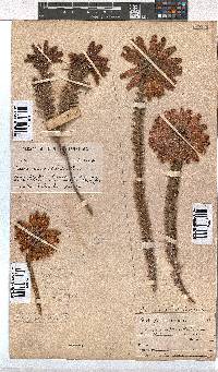 Erica cerinthoides image