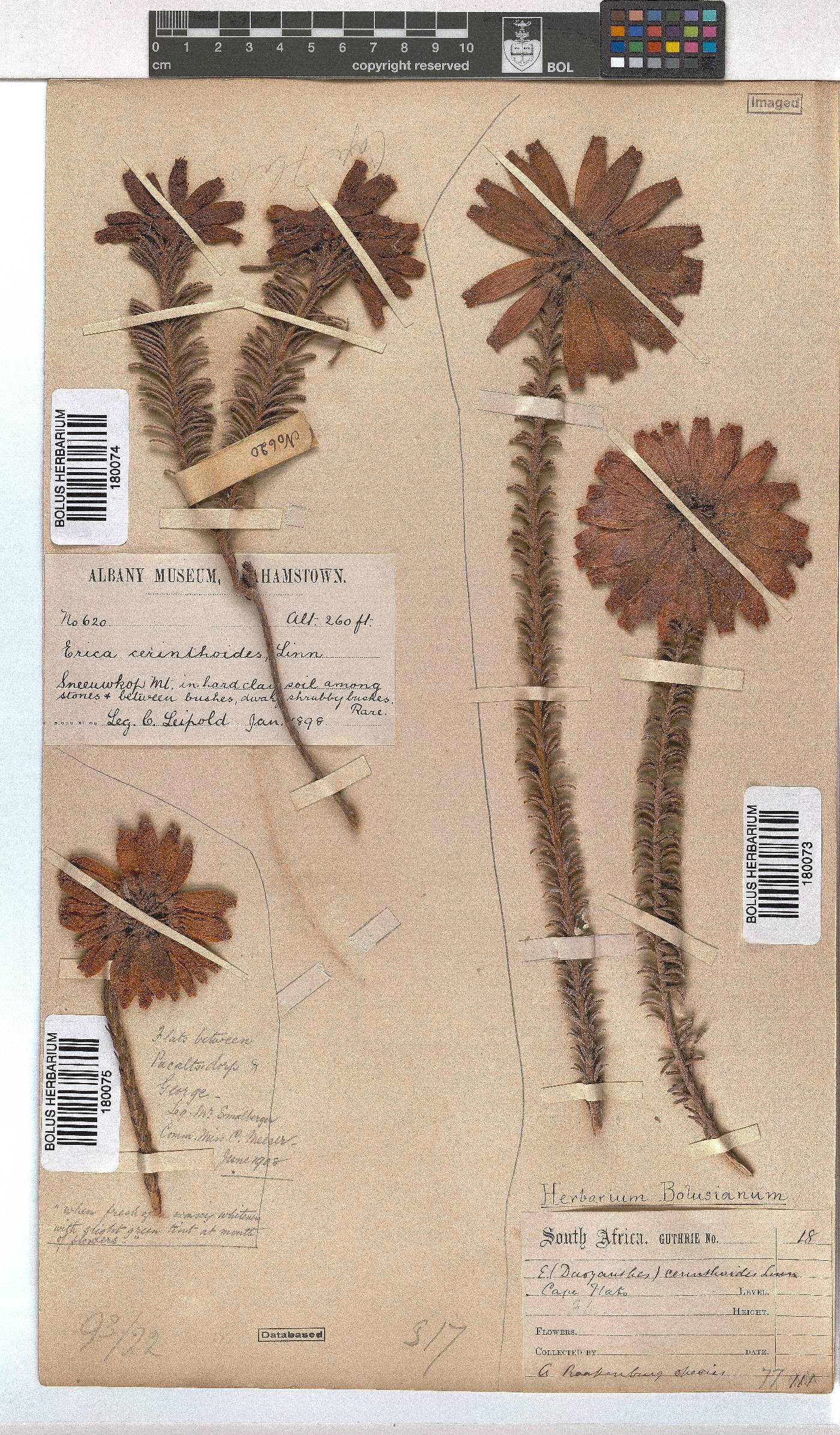 Erica cerinthoides image