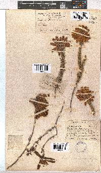 Erica cerinthoides image