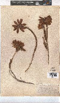 Erica cerinthoides image