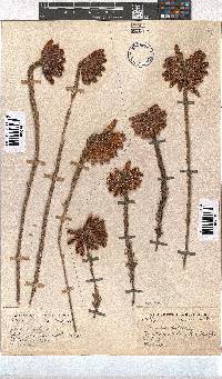 Erica cerinthoides image