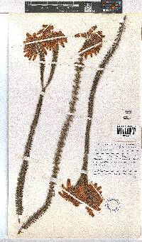 Erica cerinthoides image