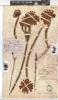 Erica cerinthoides image