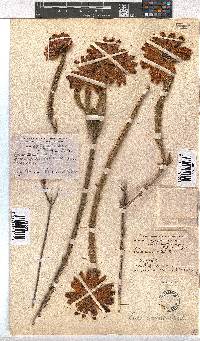 Erica cerinthoides image