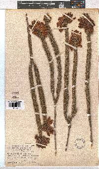 Erica cerinthoides image