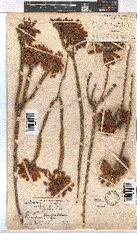 Erica cerinthoides image