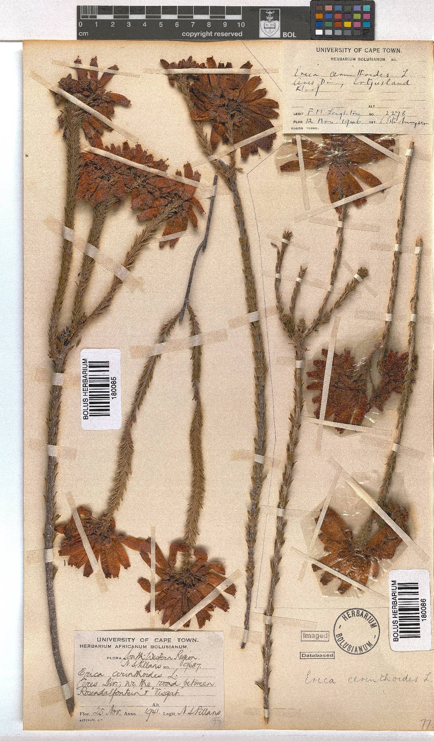 Erica cerinthoides image