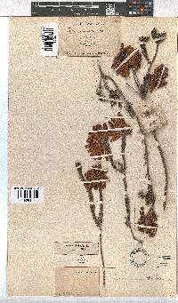 Erica cerinthoides image