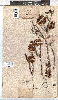 Erica cerinthoides image