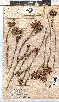 Erica cerinthoides image