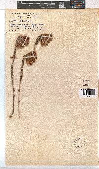 Erica cerinthoides image