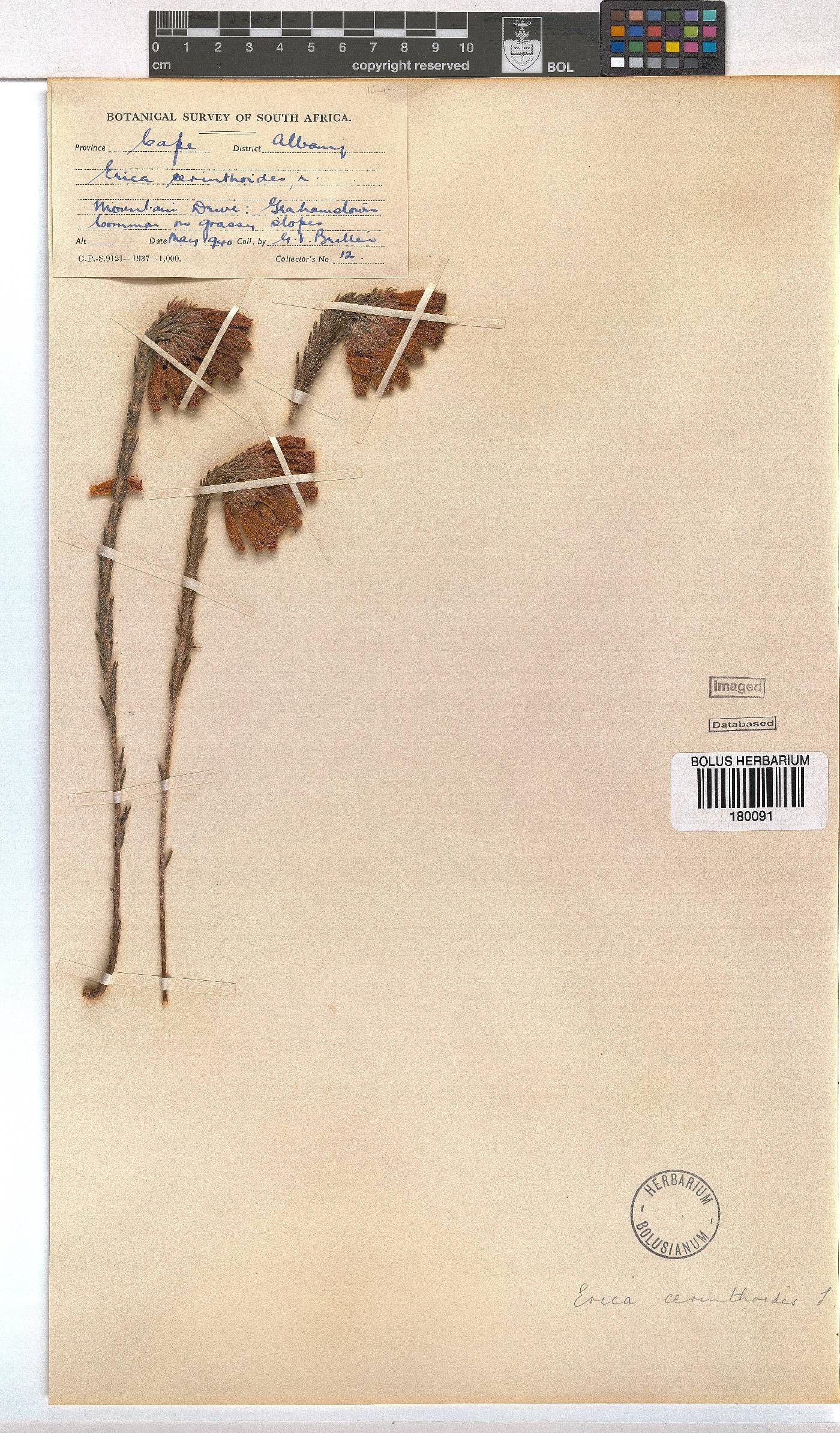 Erica cerinthoides image