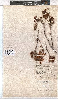 Erica cerinthoides image