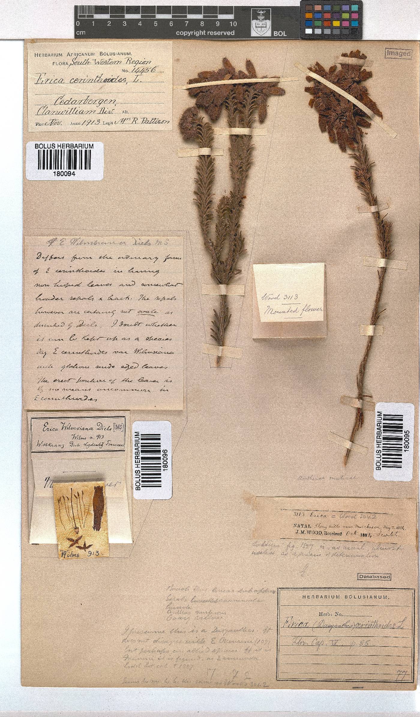 Erica cerinthoides image
