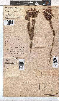 Erica cerinthoides image